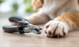 How to Choose Safe Nail Clippers for Your Dog – The Dogington Post