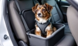 How to Choose the Best Dog Safety Seat for Your Car – The Dogington Post