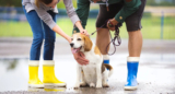 Pet Disaster Prep: First-Aid & Evacuation Kit