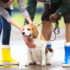 How to Choose the Best Dog Dental Care Product – The Dogington Post