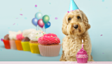 Easy Birthday Cupcake Recipes for Your Canine Best Friend – The Dog Bakery