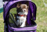 Do Dogs Ever Belong in Strollers? – Happy Dog Food