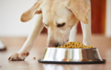 Is Your Dog a Speed Eater? – Happy Dog Food