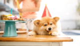 Homemade Birthday Treats for Dogs – The Dog Bakery