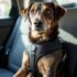 Are Dog Bones Safe for Your Furry Friend? – The Dogington Post