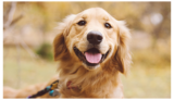 What is National Golden Retriever Day and How To Celebrate it – The Dog Bakery