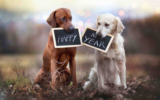 10 New Year’s Resolutions For Dog People – Happy Dog Food