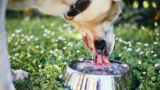 Essential Tips for Hot Weather – Happy Dog Food