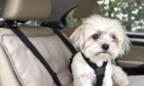 Headrest Car Dog Safety Seatbelt Guide – The Dogington Post