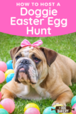 How to Host a Doggie Easter Egg Hunt – The Dog Bakery