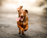 When to Make the Switch to High-Quality Dog Food