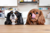 What to Look for in Raw Dog Food