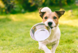 Raw Dog Food Benefits You Didn’t Know About