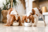 Pros and Cons of a Raw Dog Food Diet