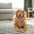 Did Wagnific Create Its Own Veterinary Behaviorist?