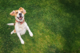 How Raw Dog Food Mimics a Dog’s Natural Diet
