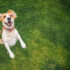 National Bring Your Dog to Work Day – Muenster Pet