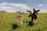 Three Benefits of the Raw Food Diet for Dogs
