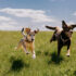 Complete Guide for Urban Living – Keep the Tail Wagging