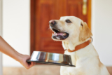 How to Recognize Raw Healthy Dog Food