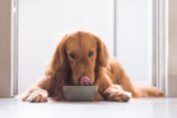 Three Warning Signs of Low-Quality Raw Pet Food
