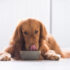 How to Introduce a New Cat to Your Home – Keep the Tail Wagging