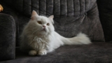 How to Travel With a Cat on a Plane – Keep the Tail Wagging