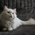 Symptoms & Solutions – Keep the Tail Wagging
