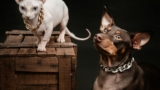 What Pets Are Allowed on Cruise Ships – Keep the Tail Wagging