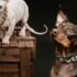 New Proteins to a Chicken-Allergic Dog – Muenster Pet