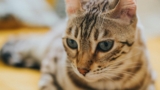 How to Introduce a New Cat to Your Home – Keep the Tail Wagging