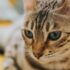 How to Keep a Cat Entertained Indoors – Keep the Tail Wagging