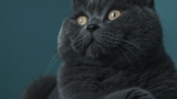 15 Best Cat Breeds for First Time Owners – Keep the Tail Wagging
