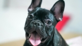 Complete Guide for Urban Living – Keep the Tail Wagging