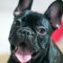 Safe Guidelines – Keep the Tail Wagging