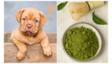Is Green Tea Safe For Dogs? Everything You Need to Know About this “Mi – The Dog Bakery