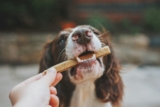 Why Quality Matters for Pet – Happy Dog Food