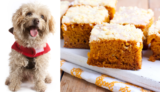 How to Make a Kefir Cake for Dogs – The Dog Bakery