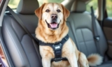 How to Ensure Large Dog Car Safety – The Dogington Post