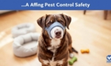 How to Keep Your Dog Safe During Pest Control – The Dogington Post