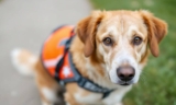 How to Keep Your Safety Dog Protected and Healthy – The Dogington Post