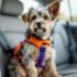 How to Keep Your Dog Safe in the Car – The Dogington Post