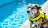How to Keep Your Dog Safe Around the Swimming Pool – The Dogington Post
