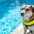 How to Keep Your Dog Safe Around Water – The Dogington Post