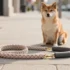 Genius Dog Steps for Bed Diy Ideas Anyone Can Build