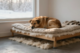 Cozy Winter Dog Bed Ideas for Cold Nights Without Space Heaters