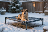 Winter Outdoor Dog Beds That Stay Dry and Slush-Proof
