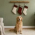 Buffalo Plaid Christmas Dog Crate Ideas: 5 Cozy Looks for the Holidays
