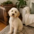 Christmas Gifts for Dog Lovers: 5 Cozy Home Picks They’ll Actually Use
